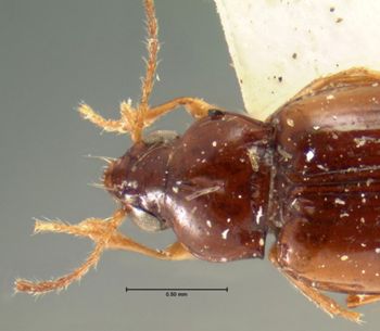 Media type: image;   Entomology 5578 Aspect: pronotum dorsal